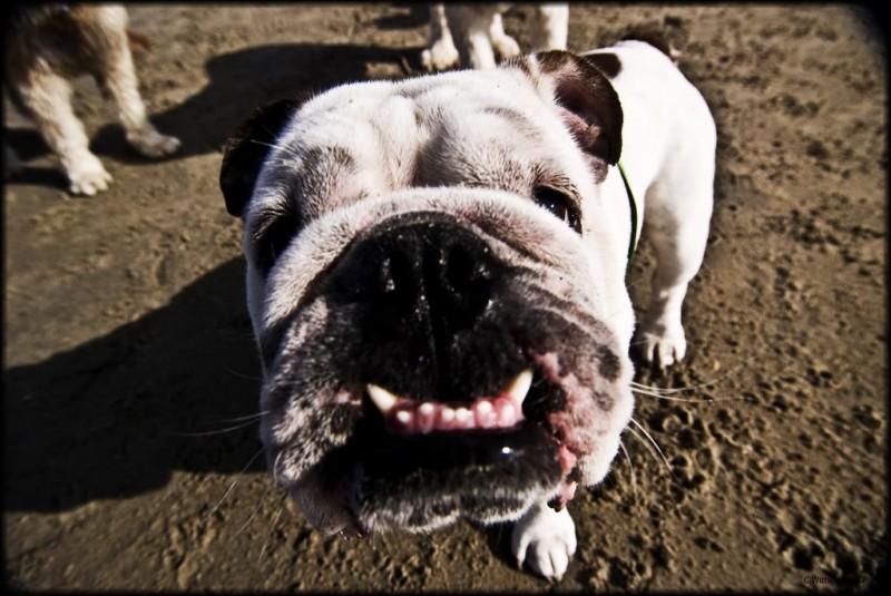 dogy.jpg