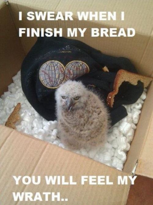 angry_burd_is_angry_.jpg
