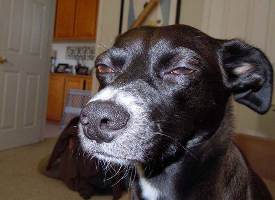 snoop_dog.jpg