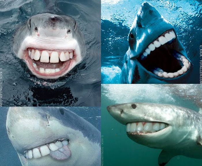 funyshark.jpeg