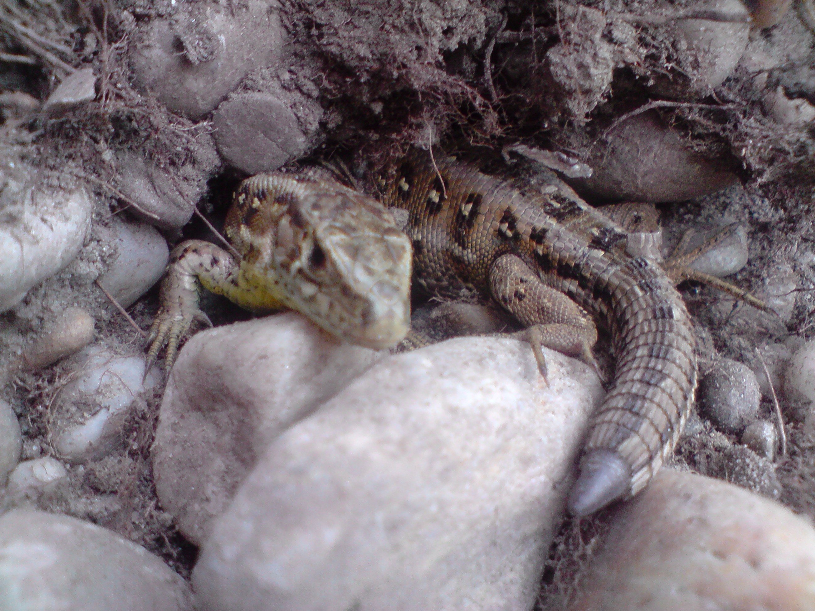 P030608_19.25[01].JPG