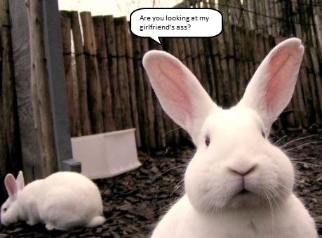 white_rabbit.jpg