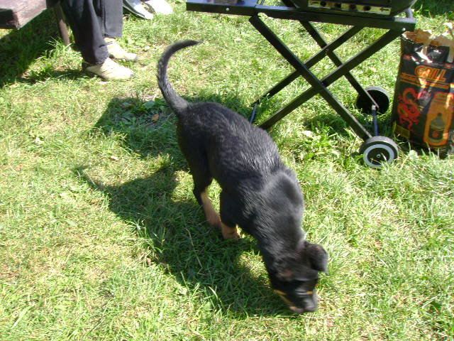 2009-09-02 Ďanová 008.jpg