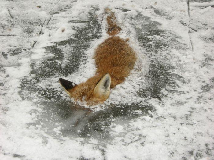 frozen_firefox.jpg