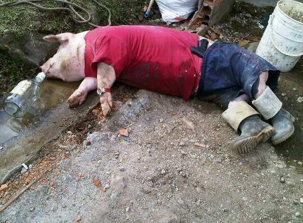 Pig.jpg
