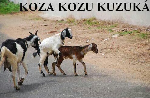 koza.jpg