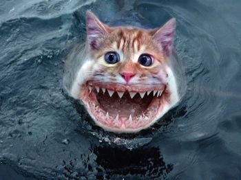 catfish.jpg