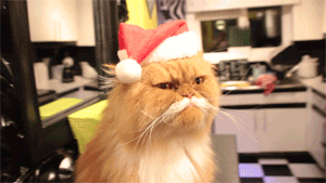 giphy.gif