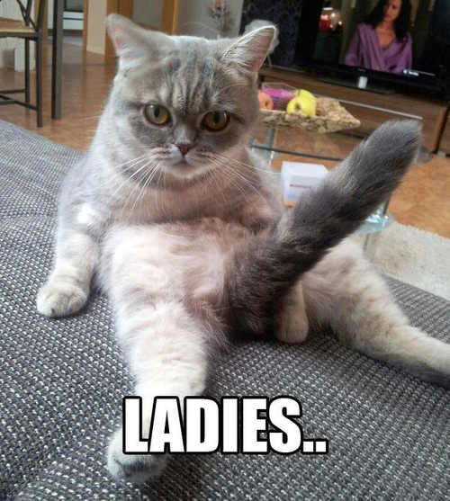 funny-picture.jpg