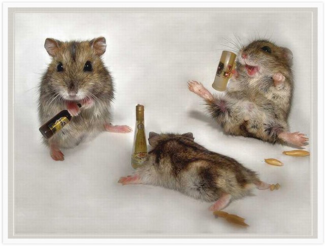 Funny-Drunk-Mouse-640x484.jpg