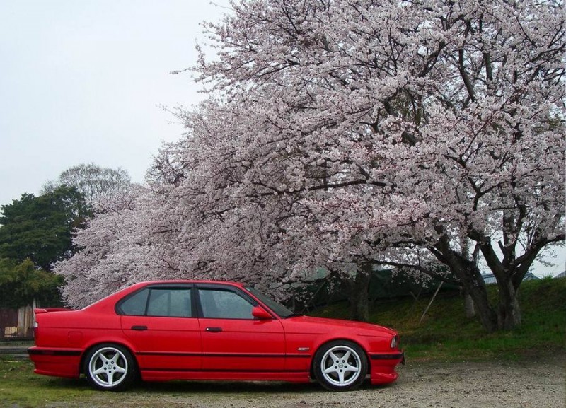 06sakura2.jpg