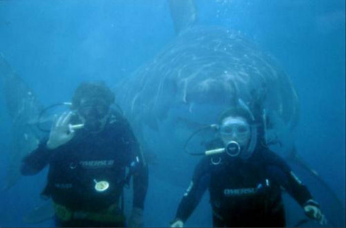 BarrierReefScuba.jpg