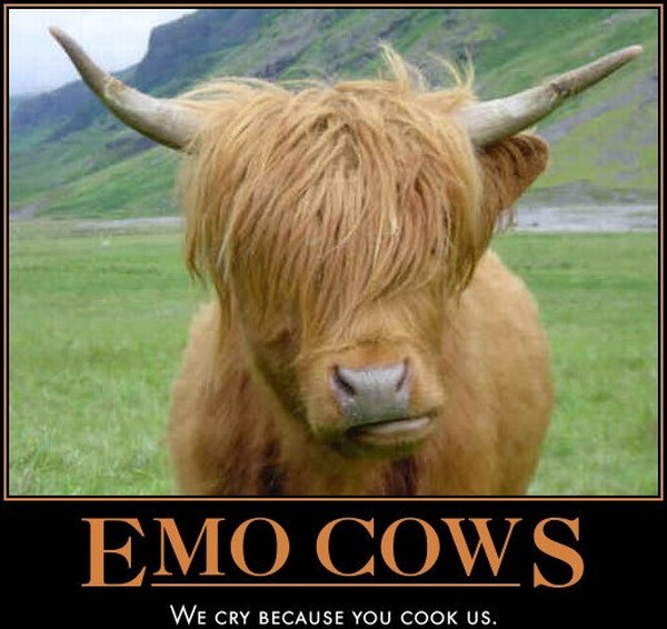 18emokuehetr7.jpg