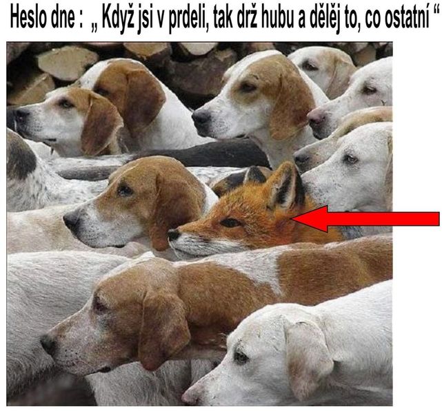 liska.jpg