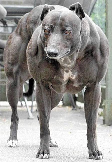 dog_155.jpg