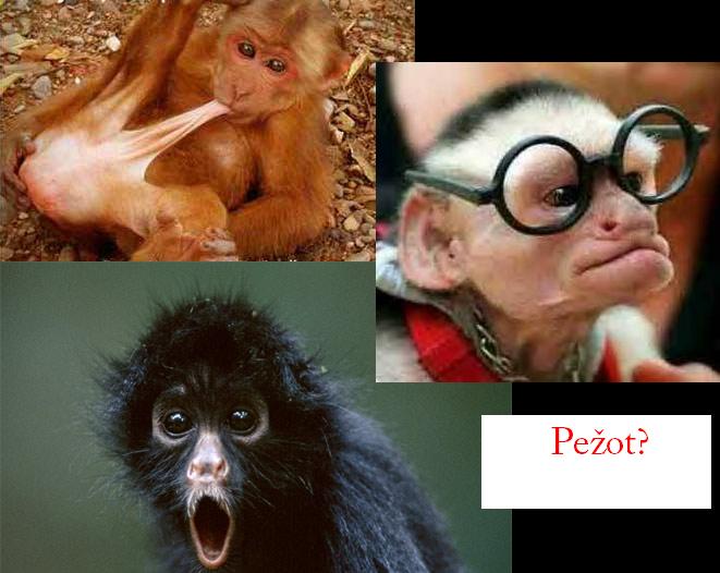 pezot.JPG
