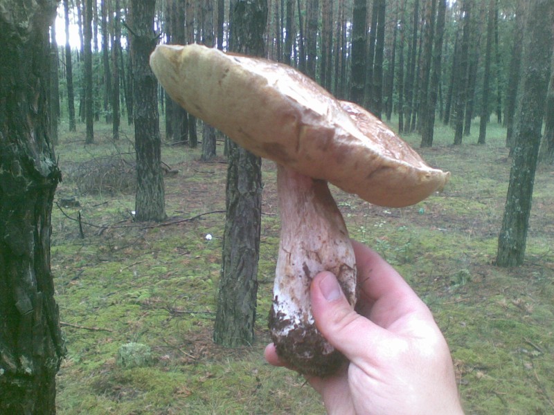 23062009.jpg (367.44 KiB) 774 zobrazení 23062009.jpg