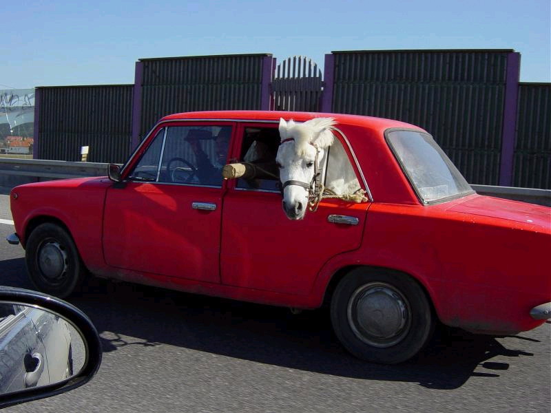 Pferd_in_wagen.jpg