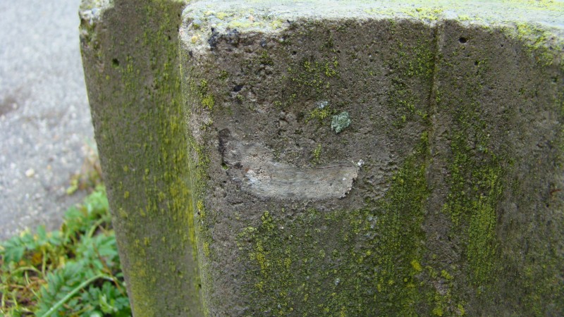 DSC00305.JPG