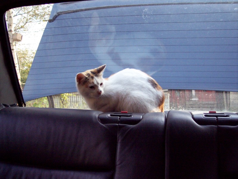 cat.jpg