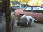 viewer (2).png